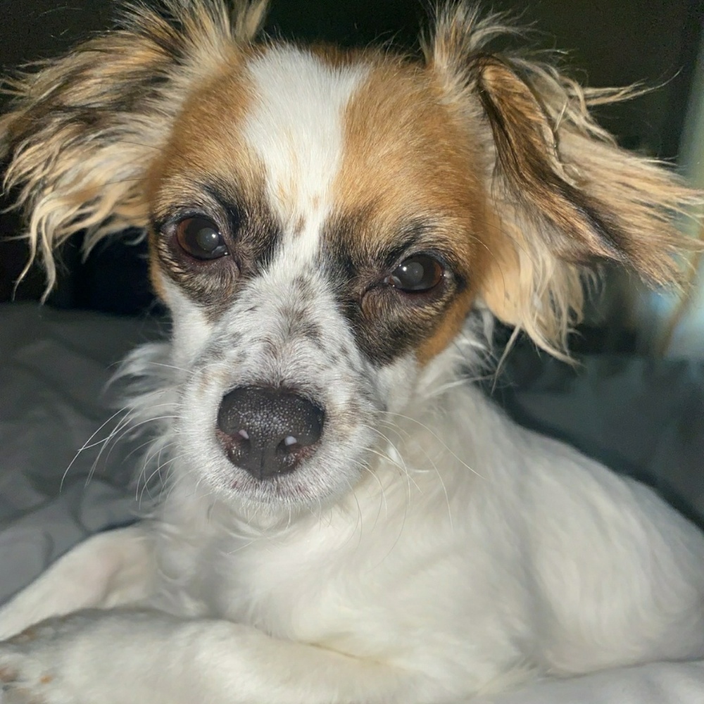 Meet your Posher, Mechal